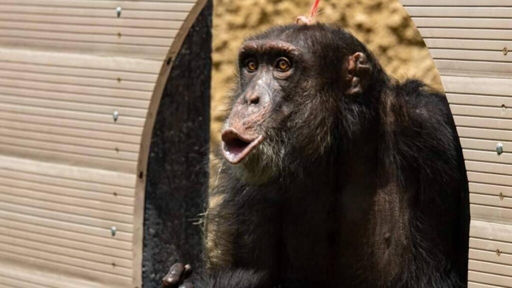 Chimpancé Yoko del parque Ukumarí, en Pereira, podría ser trasladado a Brasil: solo falta la aprobación en Colombia.