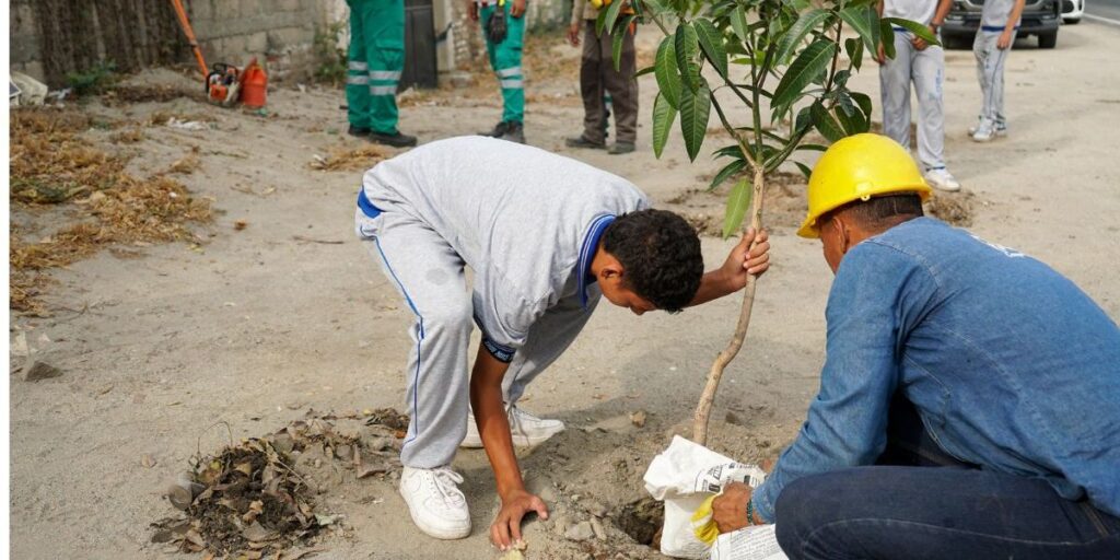 Siembra de árboles en Gaira reúne a jóvenes entusiastas