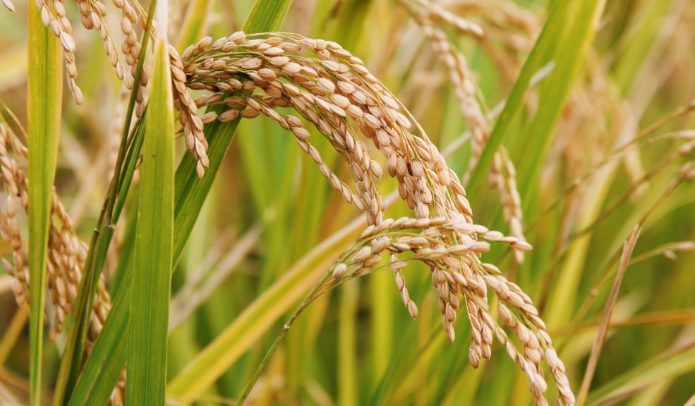Festival del Arroz conquista 14 plazas de mercado bogotanas en mayo